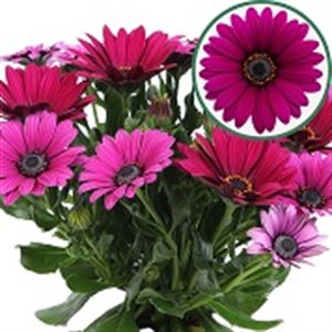 Afbeelding van Osteospermum  P12 Tanja(purple)